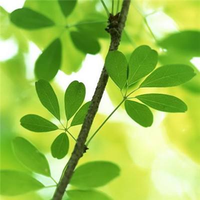 冒险王2变态版下载