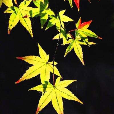 青云诀手游大蓝版本下载